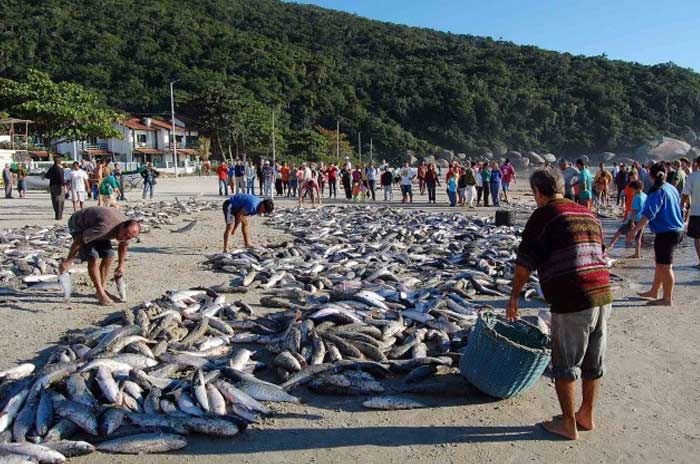Comunidade reunida durante a pesca artesanal da tainha.