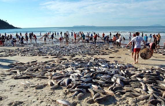 Pescadores recolhem tainhas na praia.